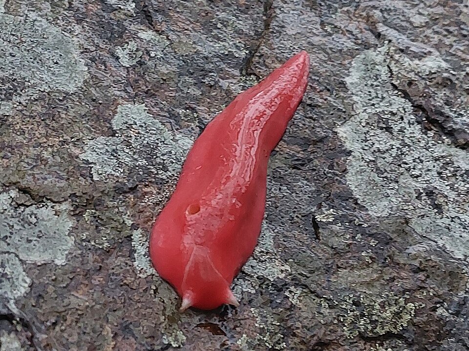 全身螢光粉紅色的卡普塔山粉紅蛞蝓