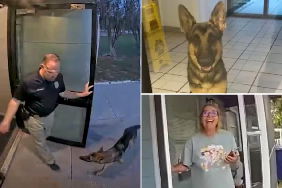一隻德國牧羊犬走到坦帕警局門口，員警開門迎接的監視器與密錄器畫面拼圖