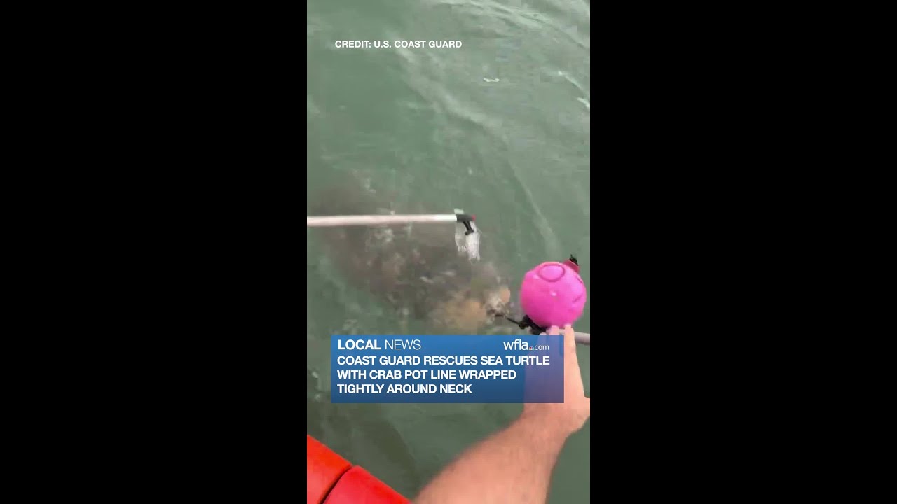 海岸防衛隊員從船邊伸手,替脖子被繩子和浮球纏住的海龜解開