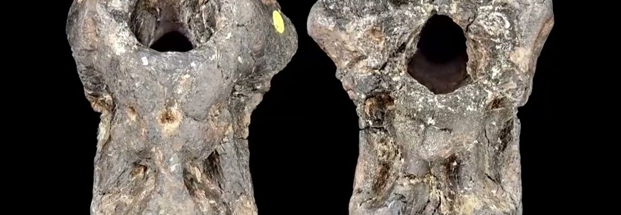 黑色背景前,兩個角度拍攝的灰褐色恐龍頭骨後半部化石