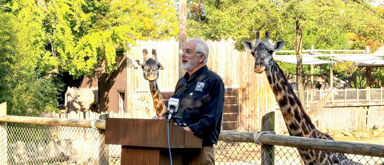 動物園園長站在講台前說話，身後柵欄裡有兩隻長頸鹿探出頭來