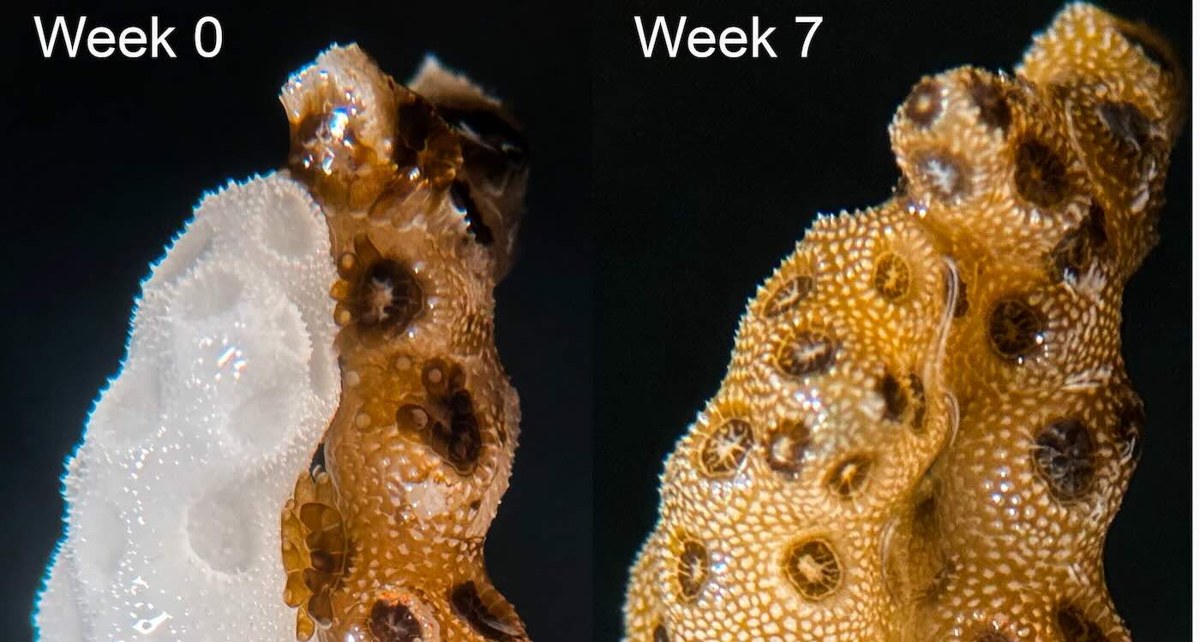 左邊是白化的白色珊瑚，右邊是 7 週後恢復成金褐色的同一塊珊瑚