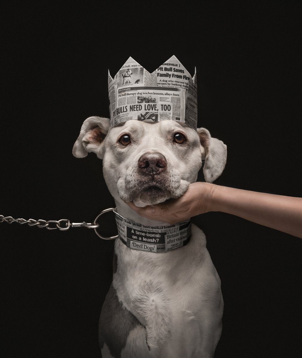 戴著報紙皇冠、被一隻手輕托下巴的比特犬