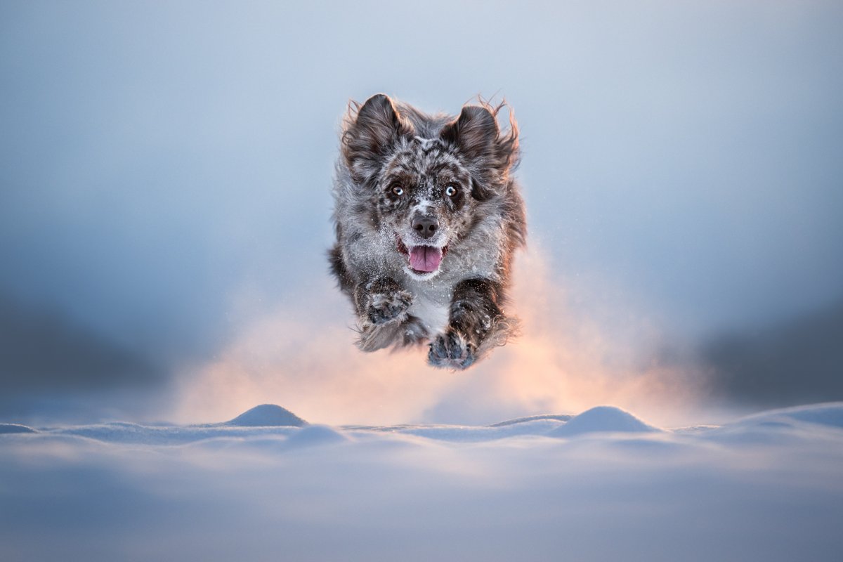在雪地上騰空飛撲向鏡頭的澳洲牧羊犬