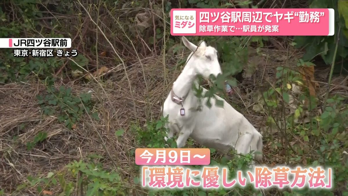 JR 四谷站前空地上，一隻白色山羊在草叢中吃草