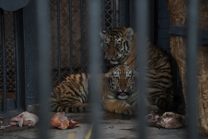 烏克蘭尼古拉耶夫動物園的東北虎幼虎