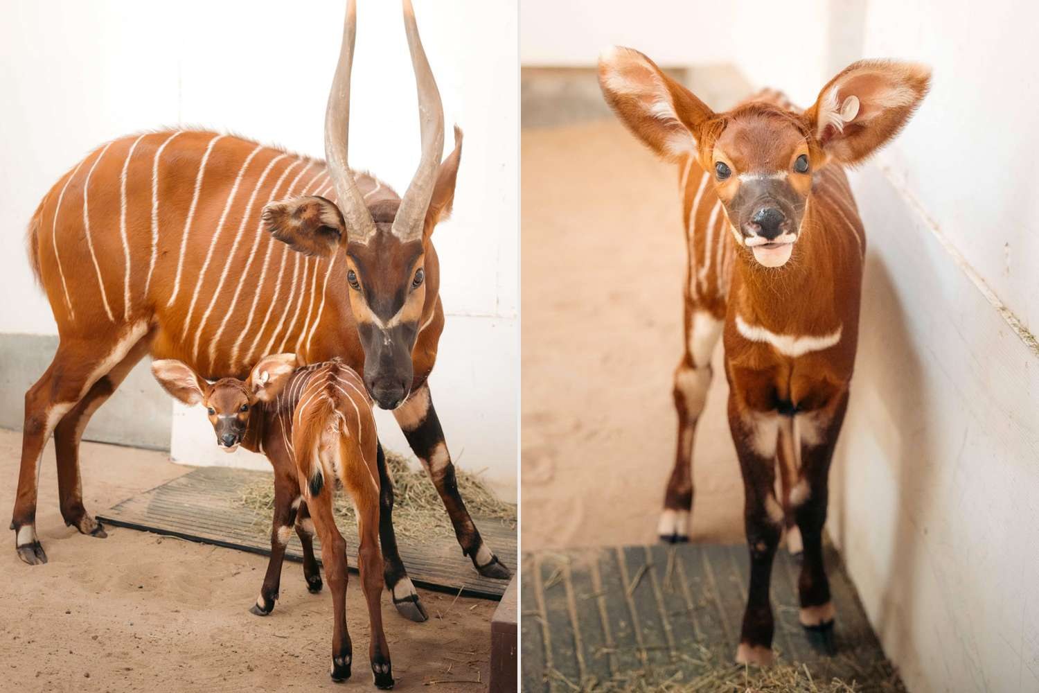 維吉尼亞動物園的東部山地紫羚媽媽克洛佛和剛出生的寶寶