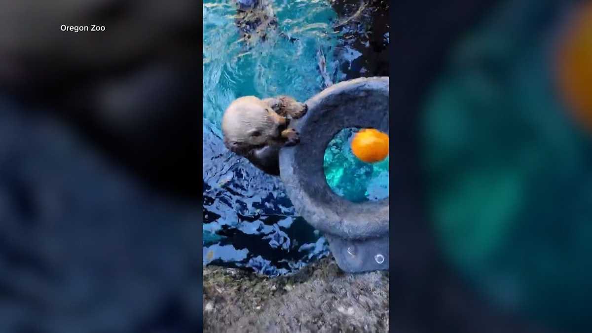 奧勒岡動物園的海獺把迷你南瓜投進岩石籃框