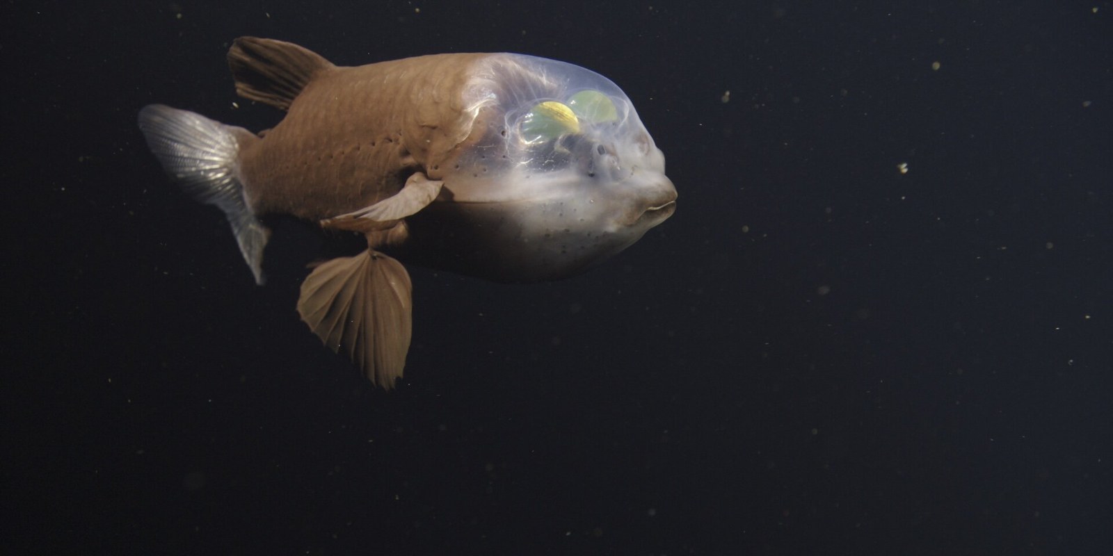 頭部透明、眼睛呈管狀的深海桶眼魚
