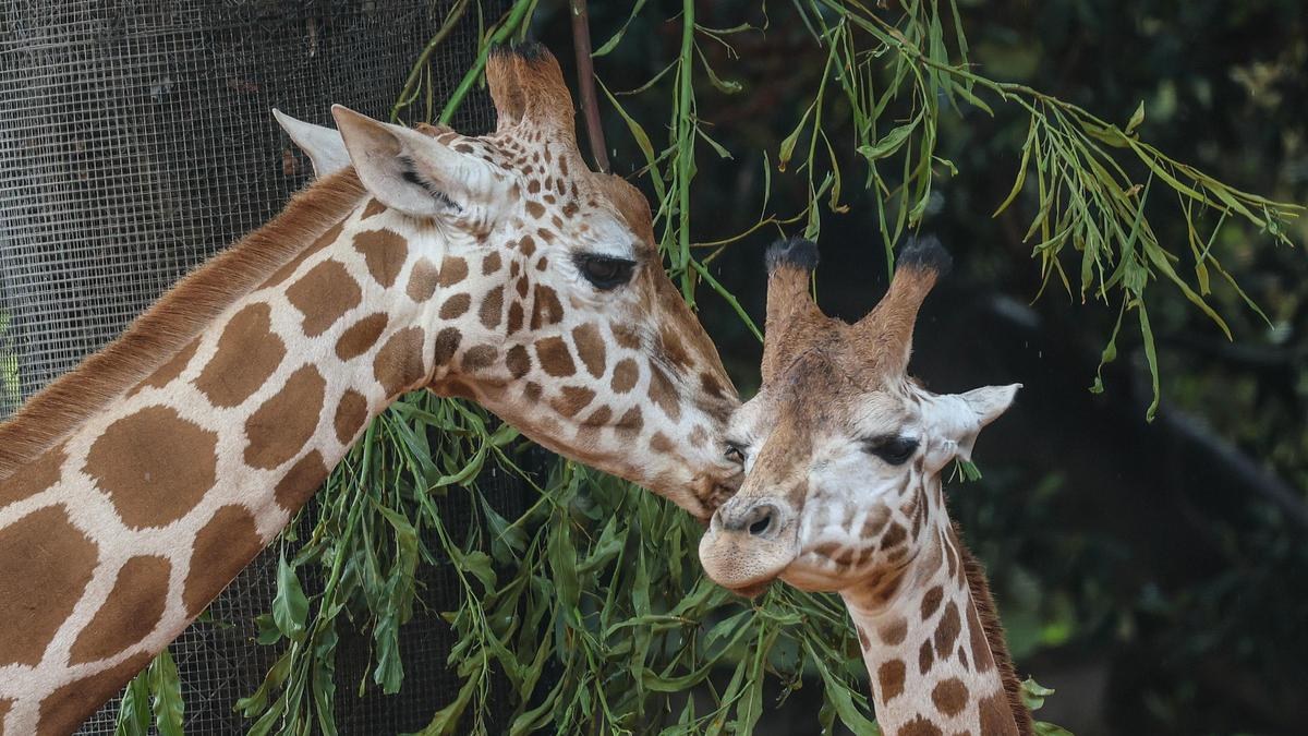 抵達伯斯動物園的 1 歲公長頸鹿坦比
