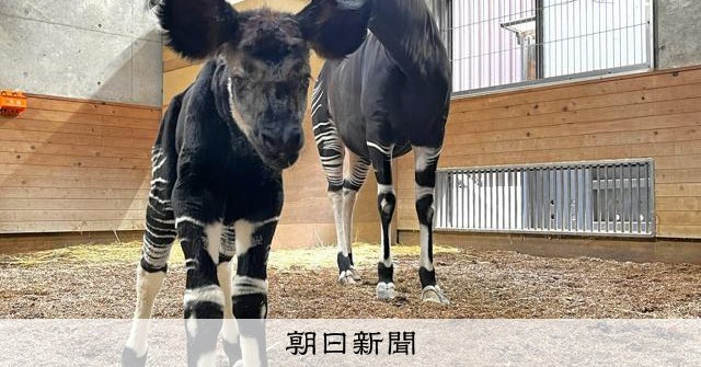 橫濱動物園 ZOORASIA 的霍加狓寶寶和媽媽