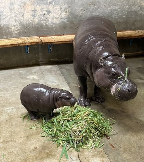 東山動植物園的侏儒河馬寶寶和媽媽